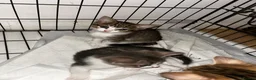 Domestic Shorthair cats for sale: 4 gorgeous male kittens 8weeks - Advert 29
