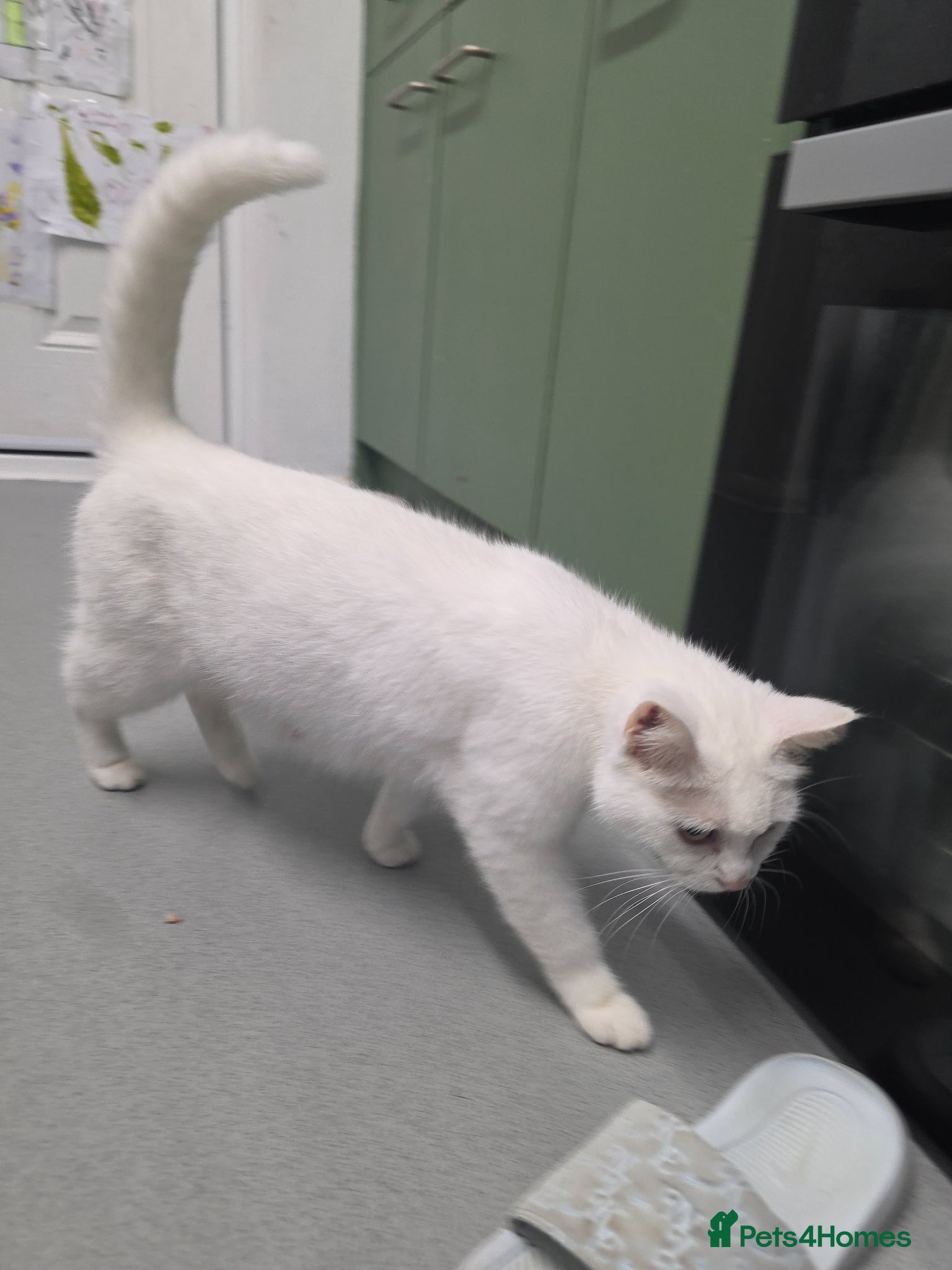 Turkish Angora cats for sale: Turkish angora cross  - Advert 3