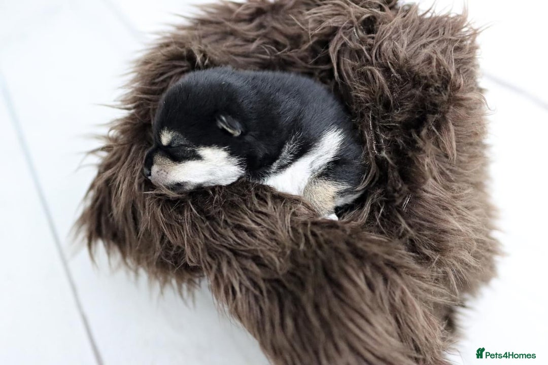 Japanese Shiba Inu dogs for sale: 	“Shiba Inu Puppies – Champion Pedigree, DNA Clear - Advert 2