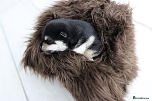 Japanese Shiba Inu dogs “Shiba Inu Puppies – Champion Pedigree, DNA Clear - Advert 7