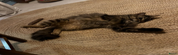 Mixed Breed cats for adoption: Fluffy loving SAMRA is looking for a home in London - Advert 15