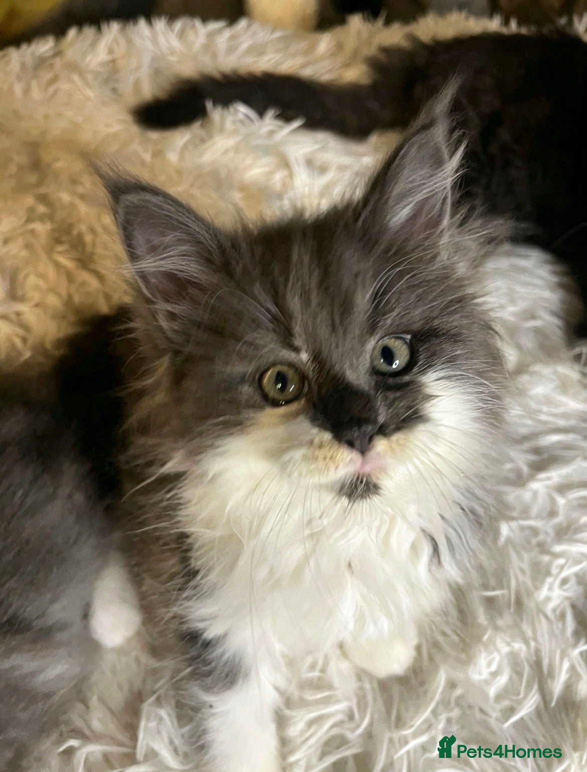 Maine Coon cats Mainecoon babies ready now rare chocolate brown - Advert 3