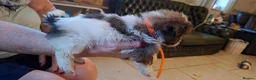 Mixed Breed dogs for sale: Shih-Tzu X puppies in Wisbech - Advert 9