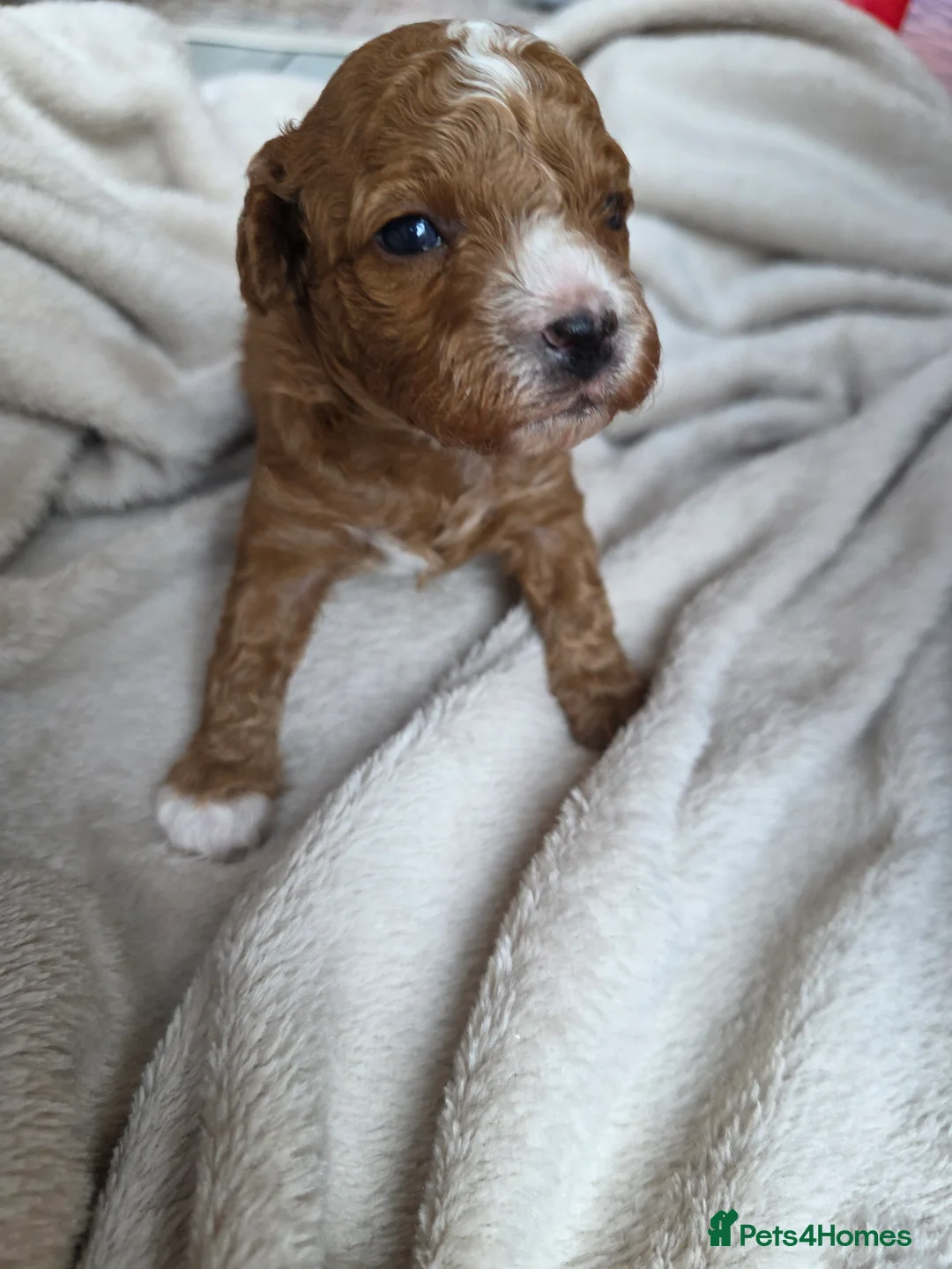 Cavapoo dogs for sale: Small F2 Cavapoo Puppies – Family Raised - Advert 24