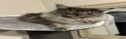 Maine Coon cats for sale: Russian GCCF SMOKE Mainecoon’s  - Advert 13