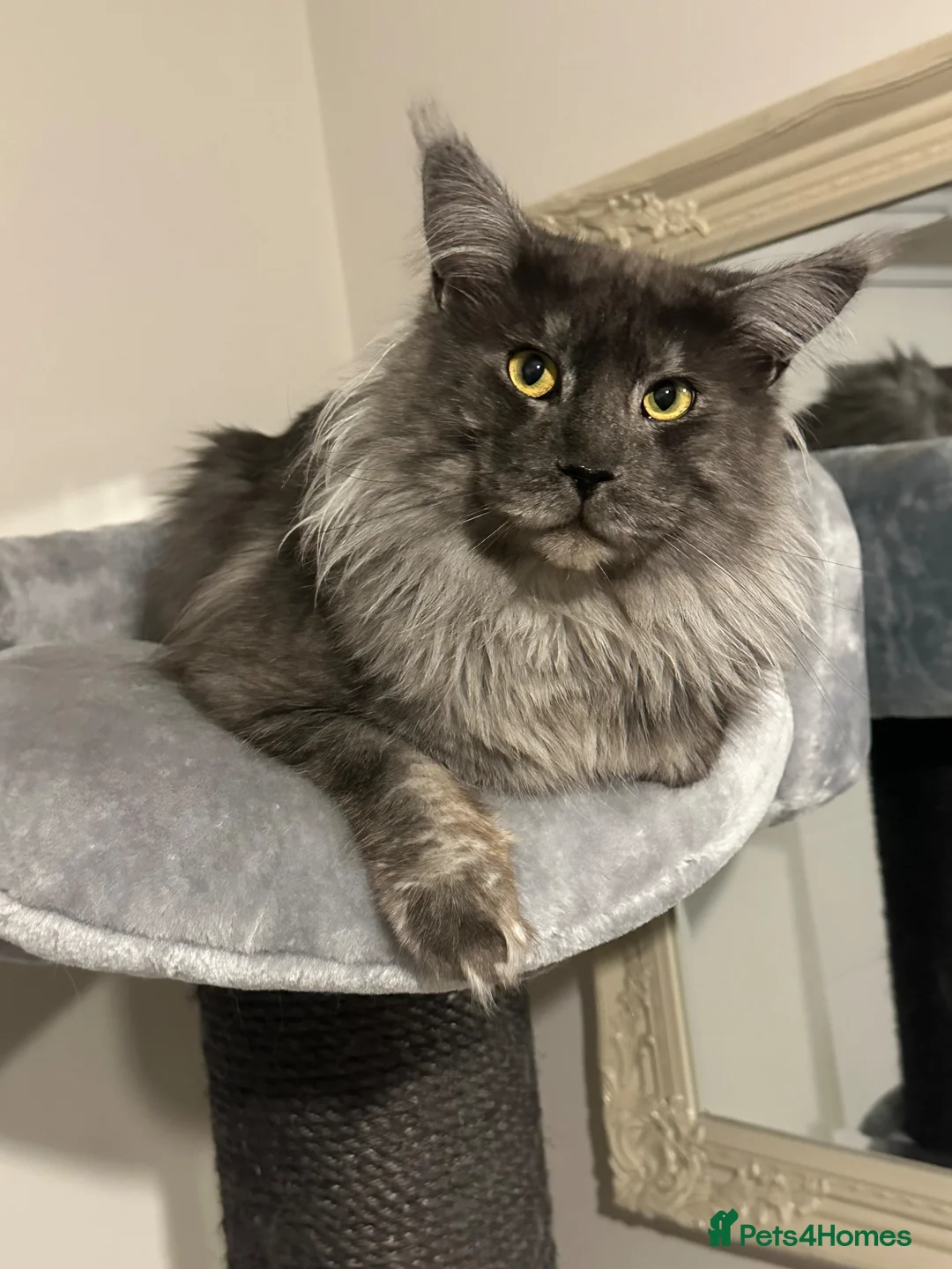 Maine Coon cats for sale: Russian GCCF SMOKE Mainecoon’s  - Advert 13