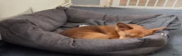 Jack Russell dogs for sale: 15 month old jack Russell in Hemel Hempstead - Advert 6