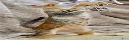 Siamese cats for sale: Stunning GCCF Siamese & Oriental Kittens - Advert 3