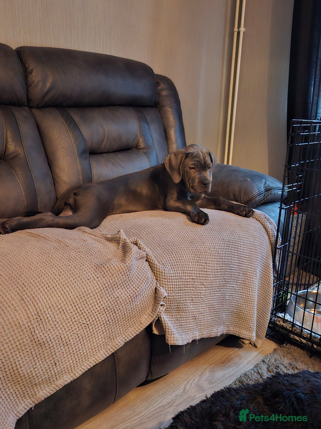 Cane Corso dogs for sale: Cane corso pups - Advert 3
