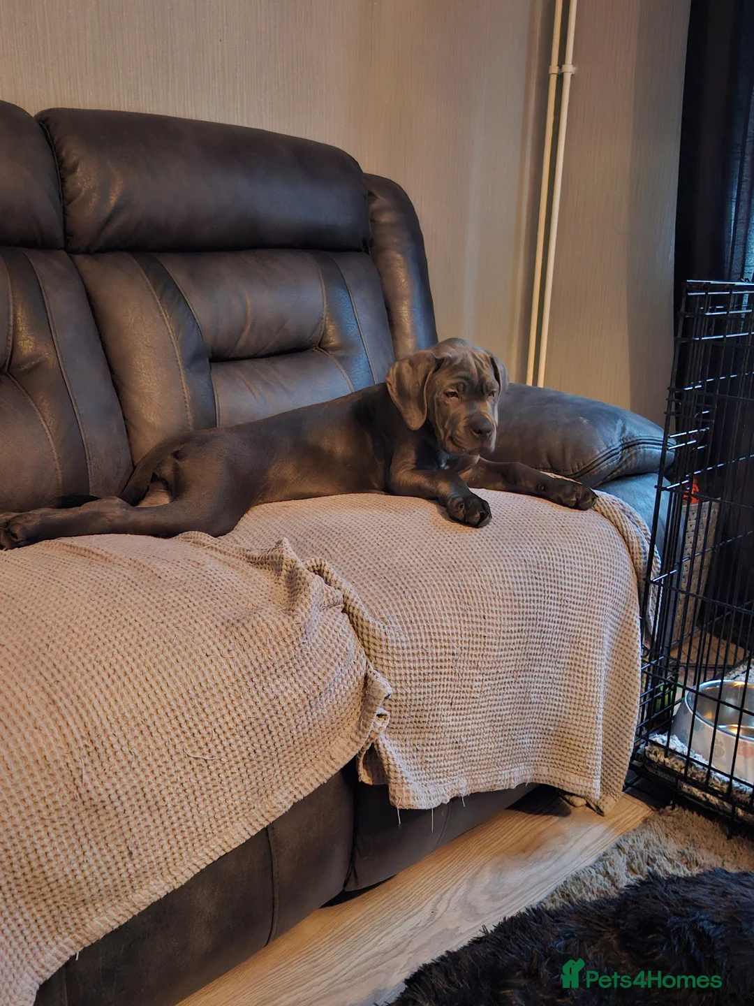 Cane Corso dogs for sale: Cane corso pups - Advert 2