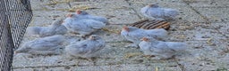 Chickens poultry for sale: Lavender cuckoo pekins - Advert 2