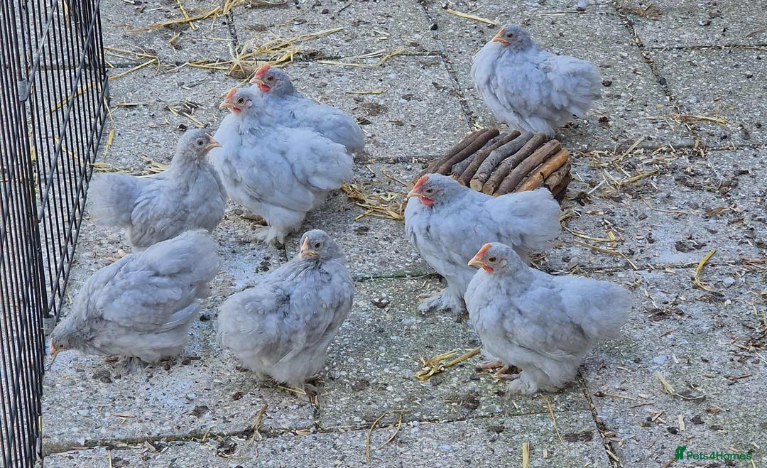 Chickens poultry for sale: Lavender cuckoo pekins - Advert 2