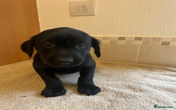 Labrador Retriever dogs for sale: Gorgeous Labrador Puppies - Image 8