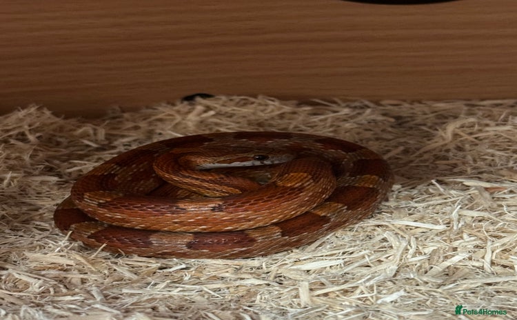 Corn Snake reptiles - Advert 2