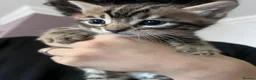 Bengal cats for sale: Bangal x kittens  - Advert 8