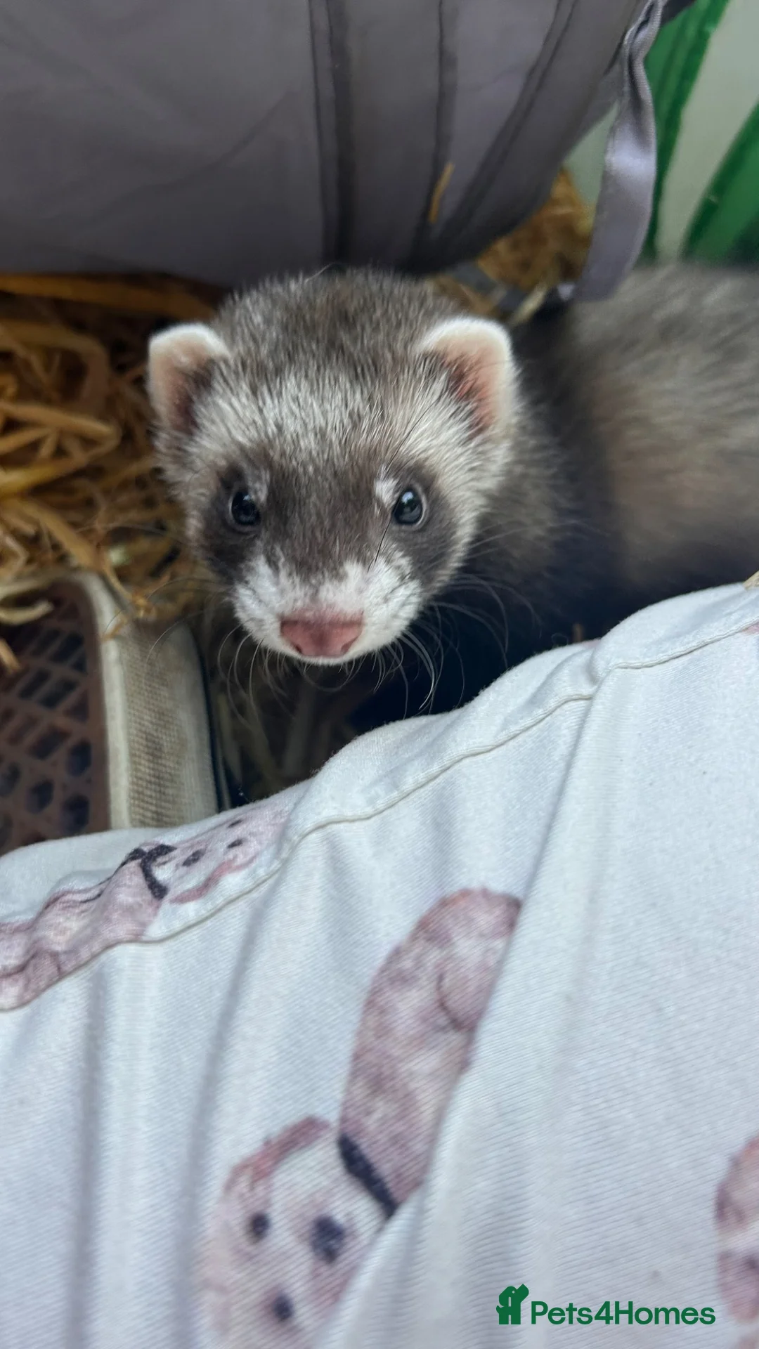 Ferret rodents for sale: Ferret kits for sale - Advert 2
