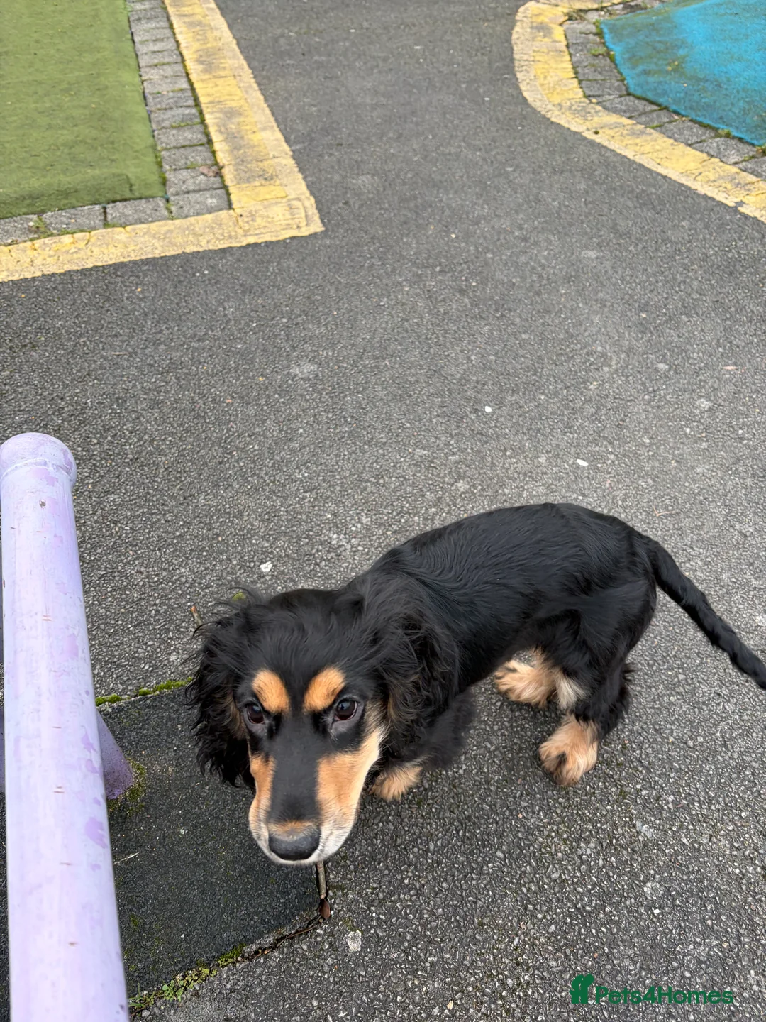 Cocker Spaniel dogs for sale: Cocker Spaniel  in Manchester - Advert 4