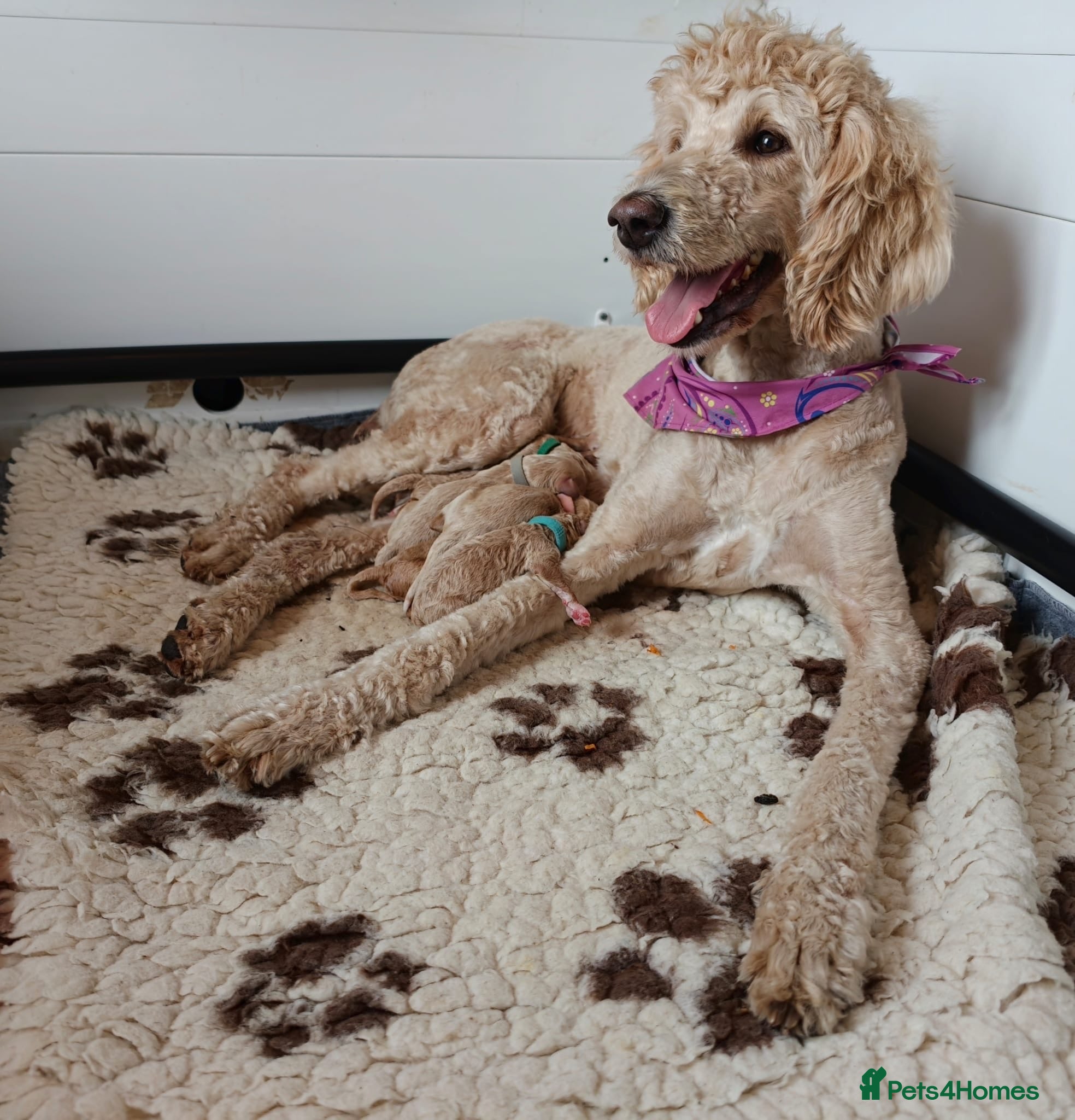 Goldendoodle dogs Exceptional Health tested Goldendoodle puppies - Advert 1