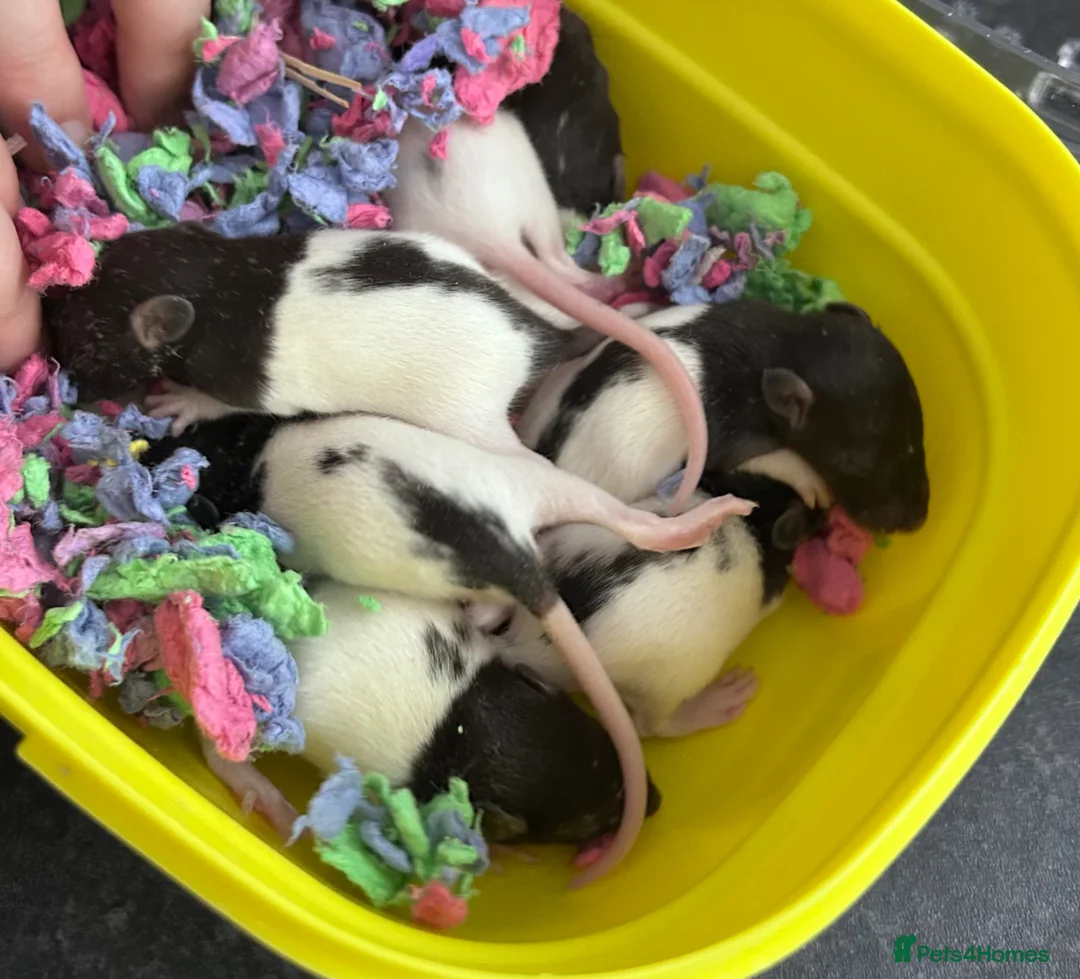 Rat rodents for sale: Mixed rats  - Advert 2