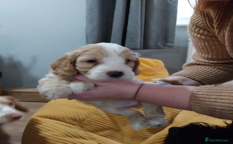 Cockapoo dogs Adorable Cockapoo puppies  - Advert 14