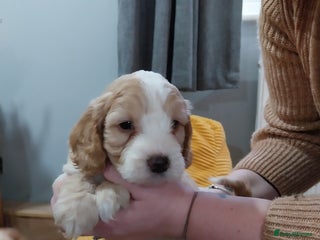 Cockapoo dogs Adorable Cockapoo puppies - Advert 4