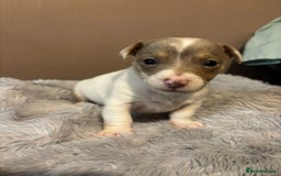 Jack Russell dogs for sale: Eye-Catching Jack Russel Puppies - Image 3