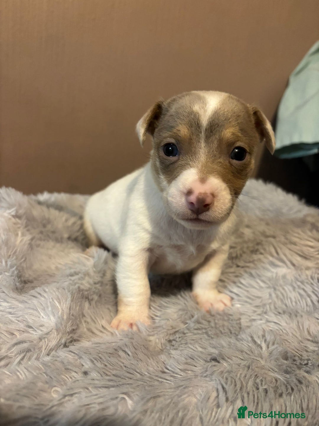 Jack Russell dogs for sale: Eye-Catching Jack Russel Puppies - Image 3