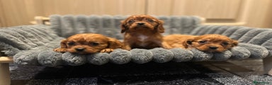 Cavalier King Charles Spaniel Puppy 2