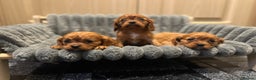 Cavalier King Charles Spaniel dogs for sale: Cavalier King Charles quality puppies for sale  - Advert 7