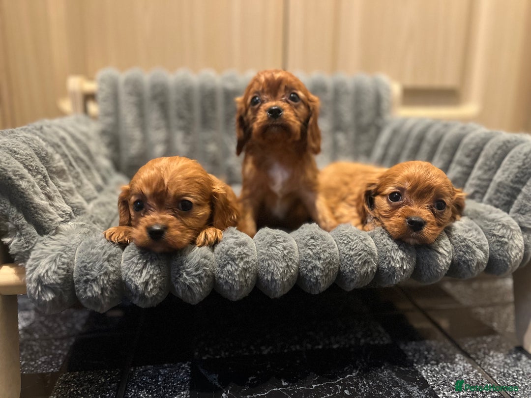 Cavalier King Charles Spaniel dogs for sale: Cavalier King Charles quality puppies for sale  - Advert 7