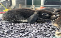 Mini Lop rabbits for sale: Female mini lops  - Image 11