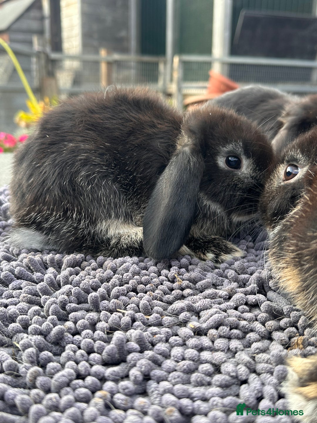 Mini Lop rabbits for sale: Female mini lops  - Image 11