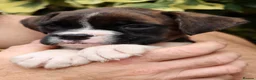 Boxer dogs for sale: *** Beautiful Brindle & White puppy *** - Advert 2