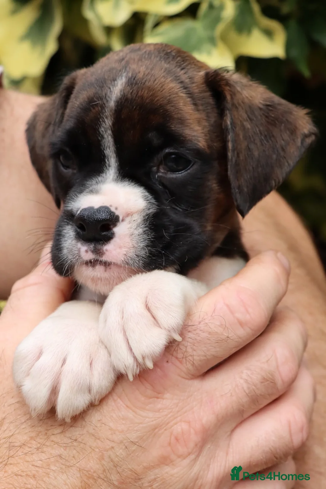Boxer dogs for sale: *** Beautiful Brindle & White puppy *** - Advert 2