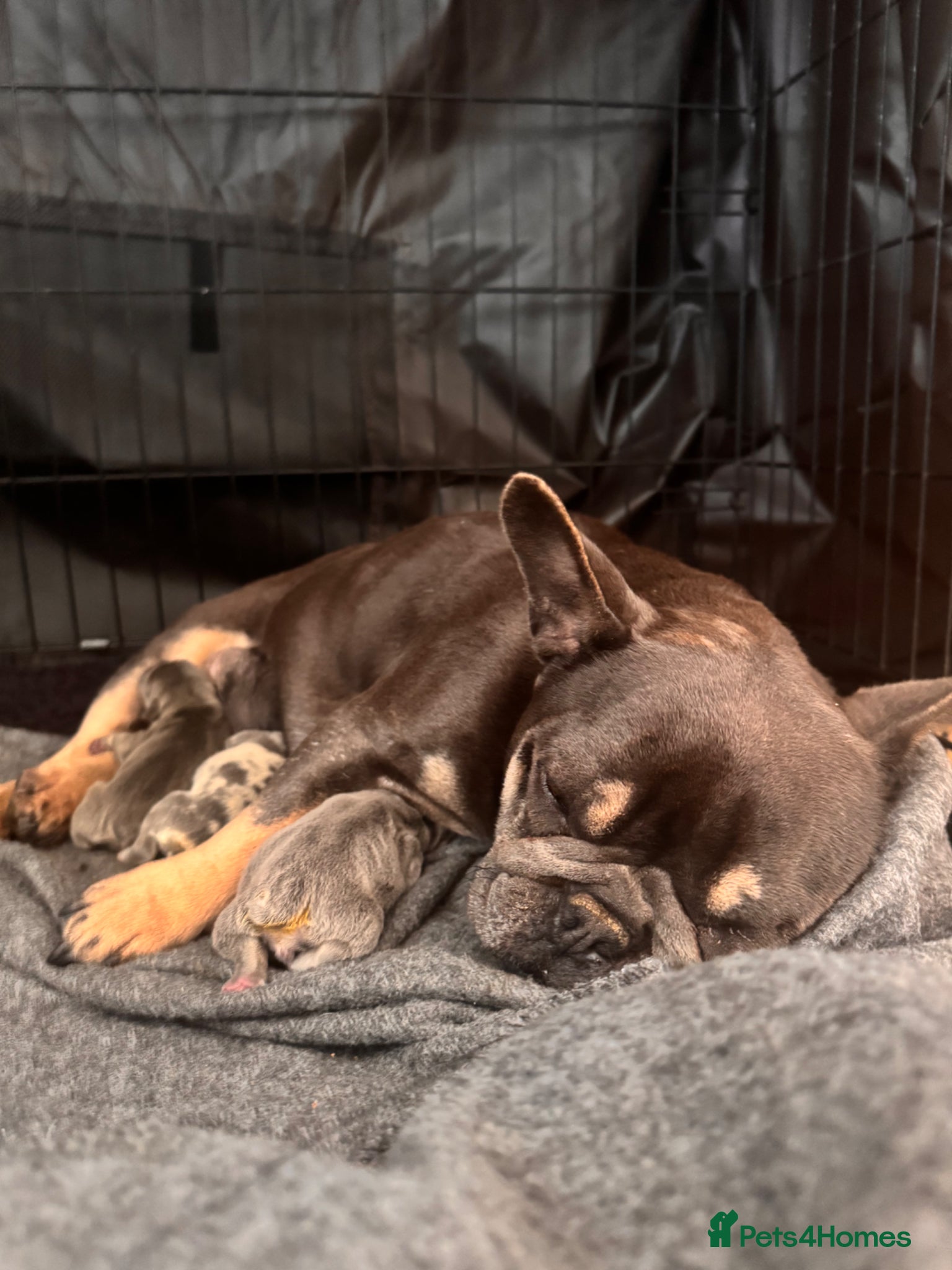 French Bulldog dogs French bulldog puppies  - Advert 2