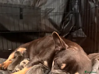 French Bulldog dogs French bulldog puppies - Advert 8