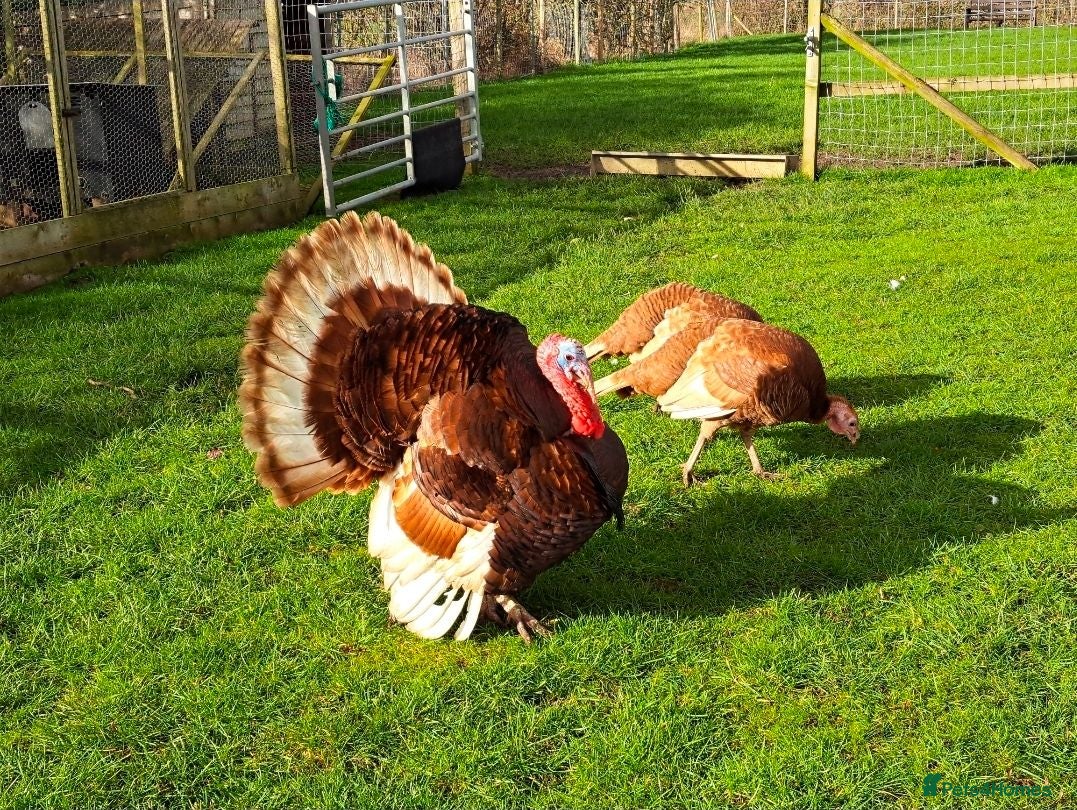 Turkeys poultry Red Bourbon Turkey poults - Advert 6