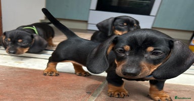 Miniature Dachshund dogs - Advert 4