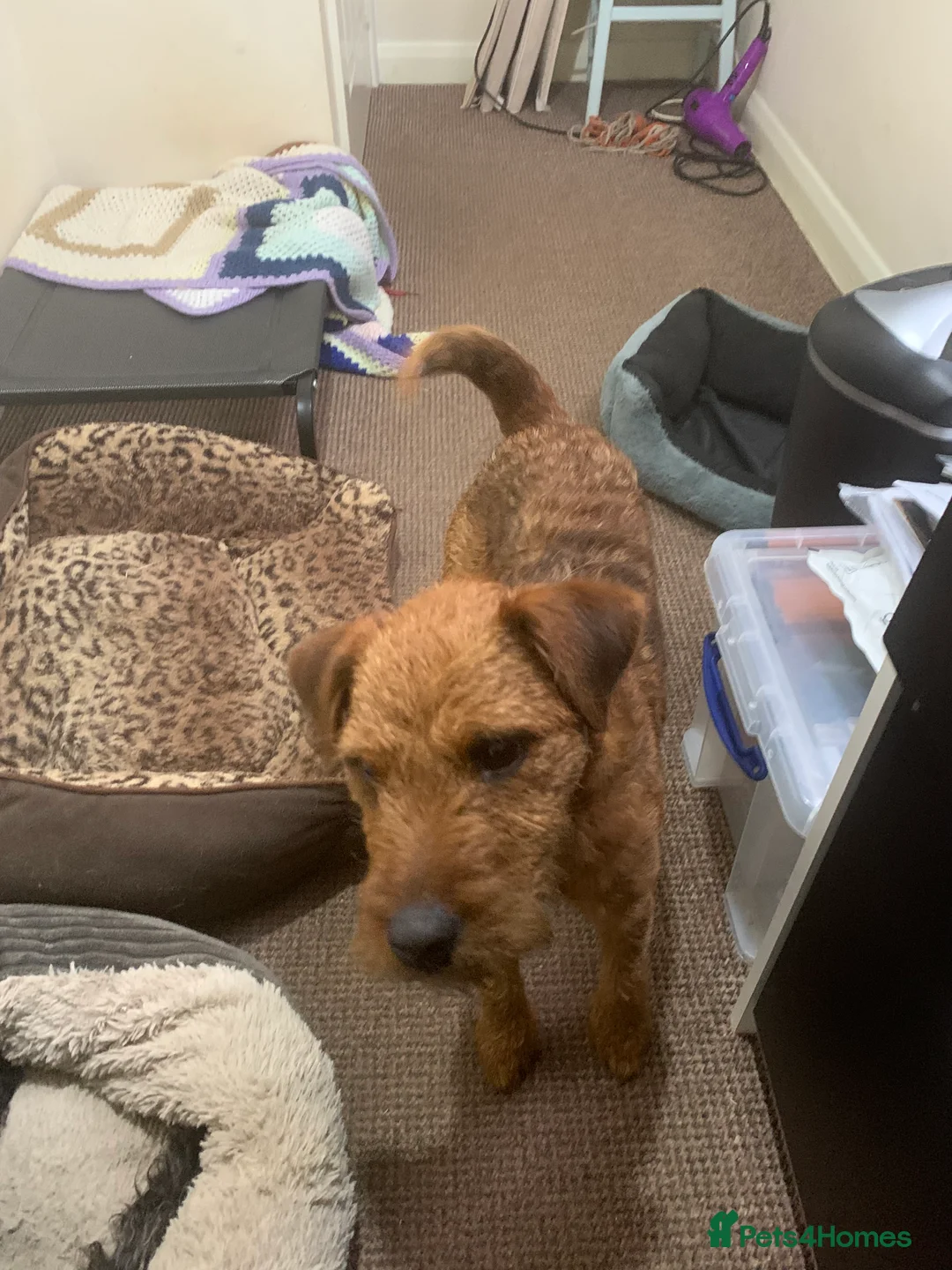 Lakeland Terrier dogs for sale: Lakeland terrier dog puppy - Advert 3