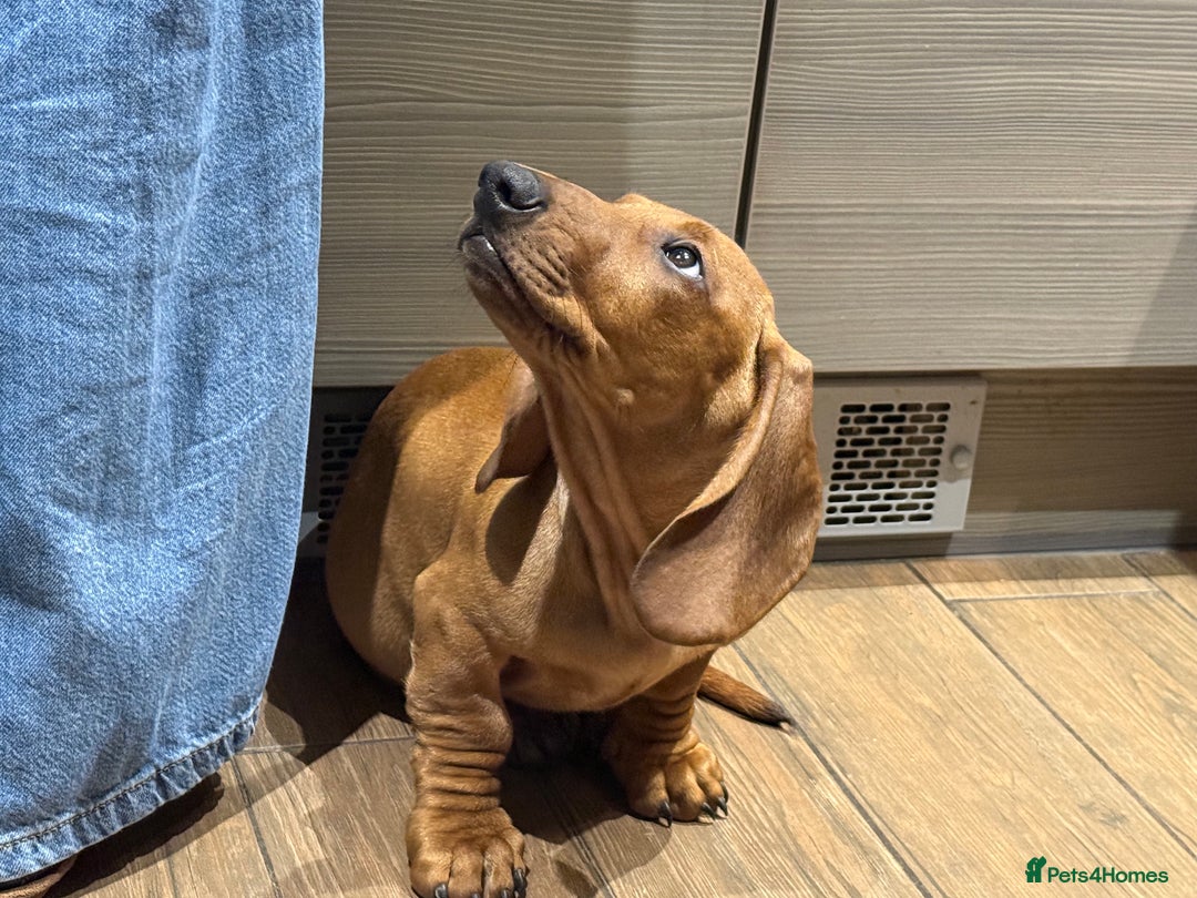 Dachshund dogs for sale: Standard dachshund puppies in Crawley - Advert 8