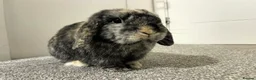 Mini Lop rabbits for sale: Rabbit Mini lop for sale  - Advert 3