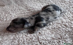 Miniature Dachshund dogs for sale: Miniature long-haired dachshunds - Image 17