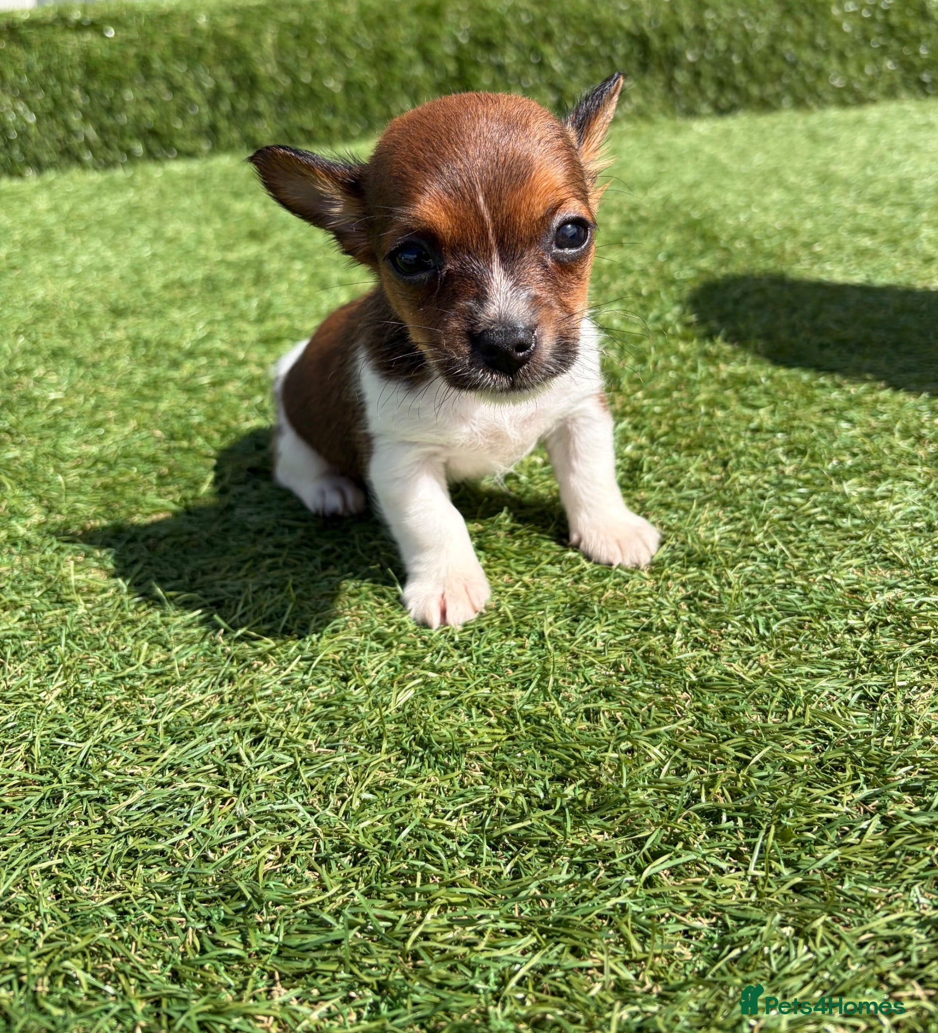 Jack Russell dogs Beautiful  **  boy - Advert 2