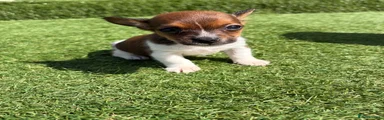 Jack Russell 1