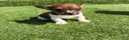 Jack Russell dogs for sale: Beautiful  **  boy in Wrexham - Advert 1