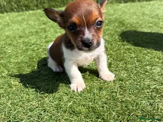Jack Russell dogs Beautiful ** boy - Advert 2