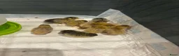 Quail poultry for sale: Chinese painted button quail chicks in Sunderland - Advert 4