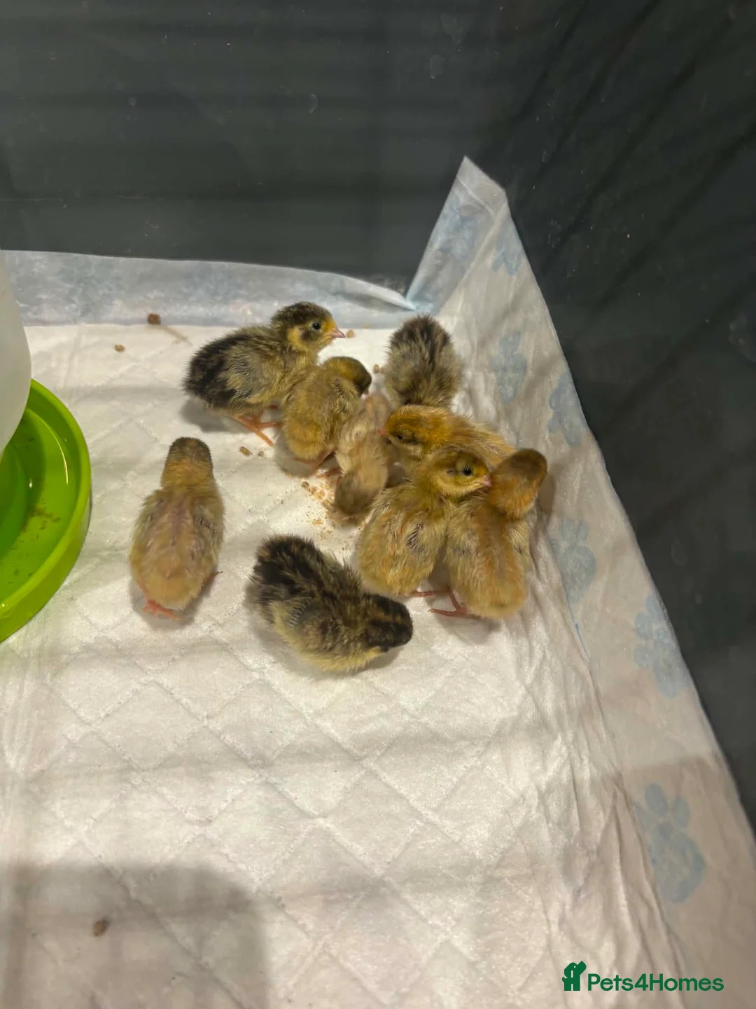 Quail poultry for sale: Chinese painted button quail chicks in Sunderland - Advert 4