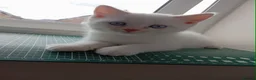 Scottish Fold cats for sale: 🩷Beautiful Scottish Fold/Straight kittens🩷 - Advert 7