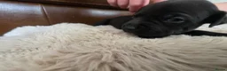Staffordshire Bull Terrier dogs for sale: Staffordshire Bull terrier puppies 🐶  in Cheltenham - Advert 6